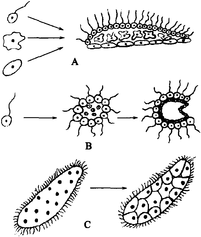 多細(xì)胞動(dòng)物的起源假說(shuō)